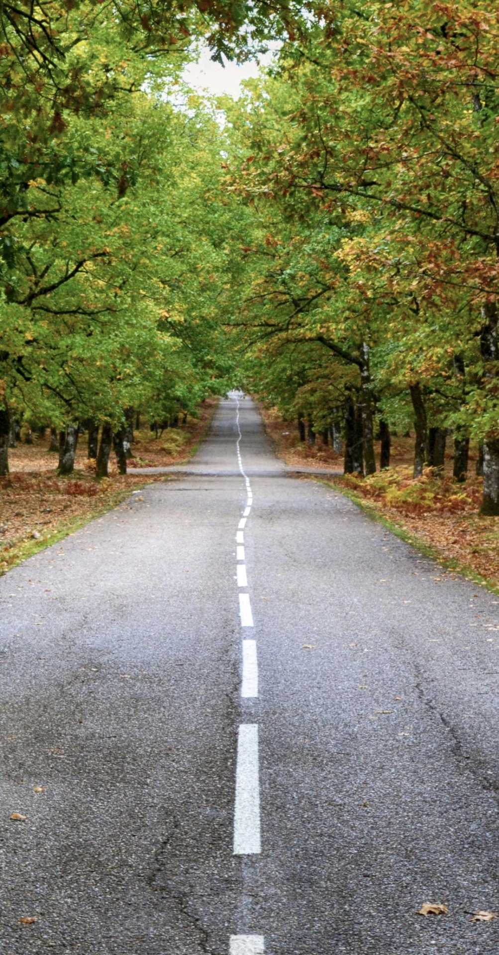 日系鄉村道路