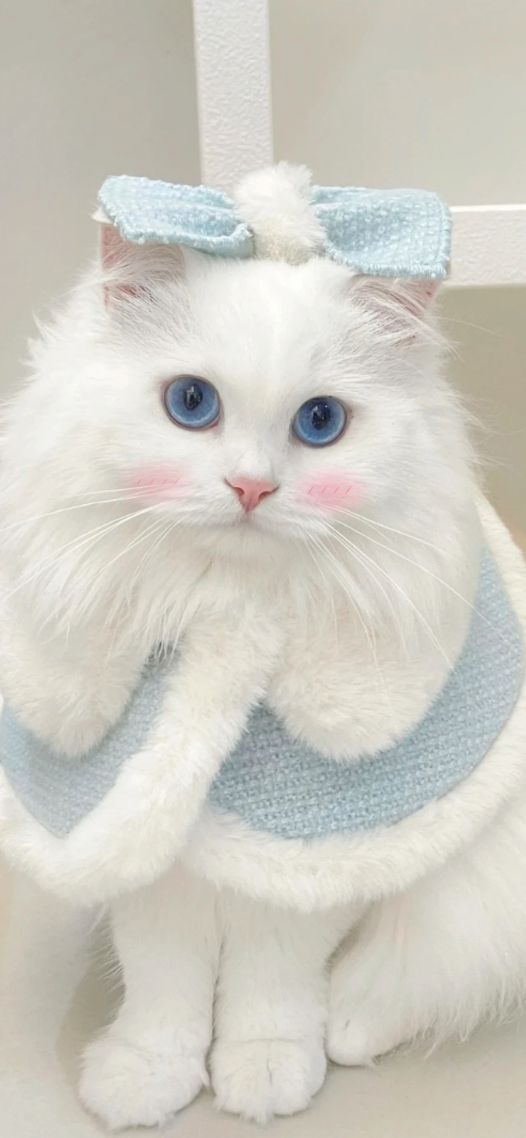 白猫