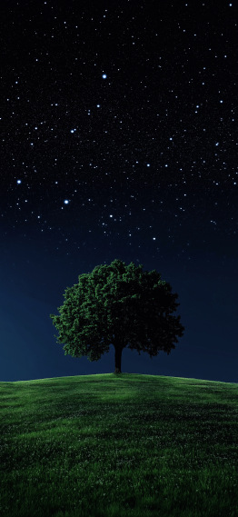 星辰树下