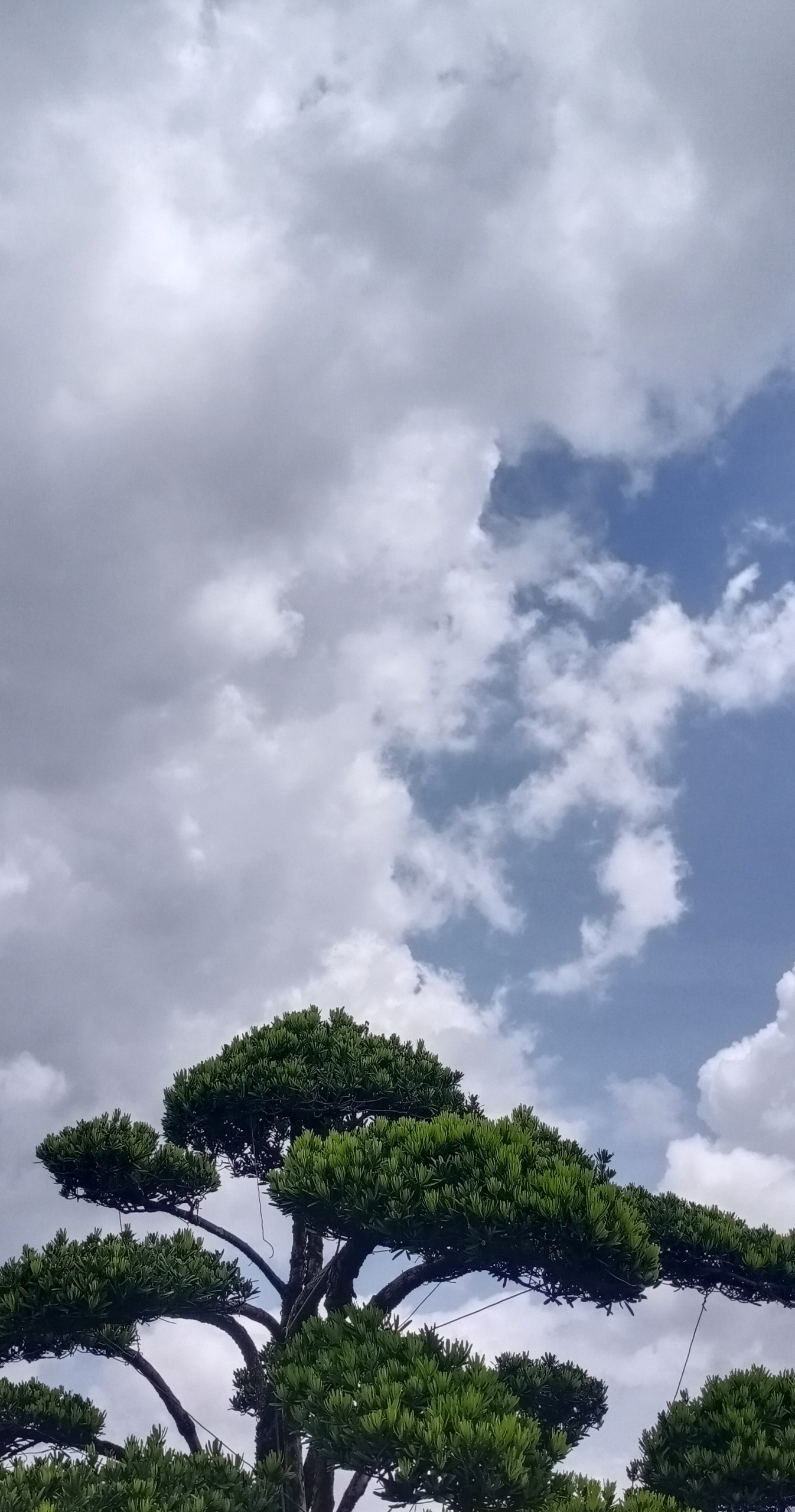 自然風景樹