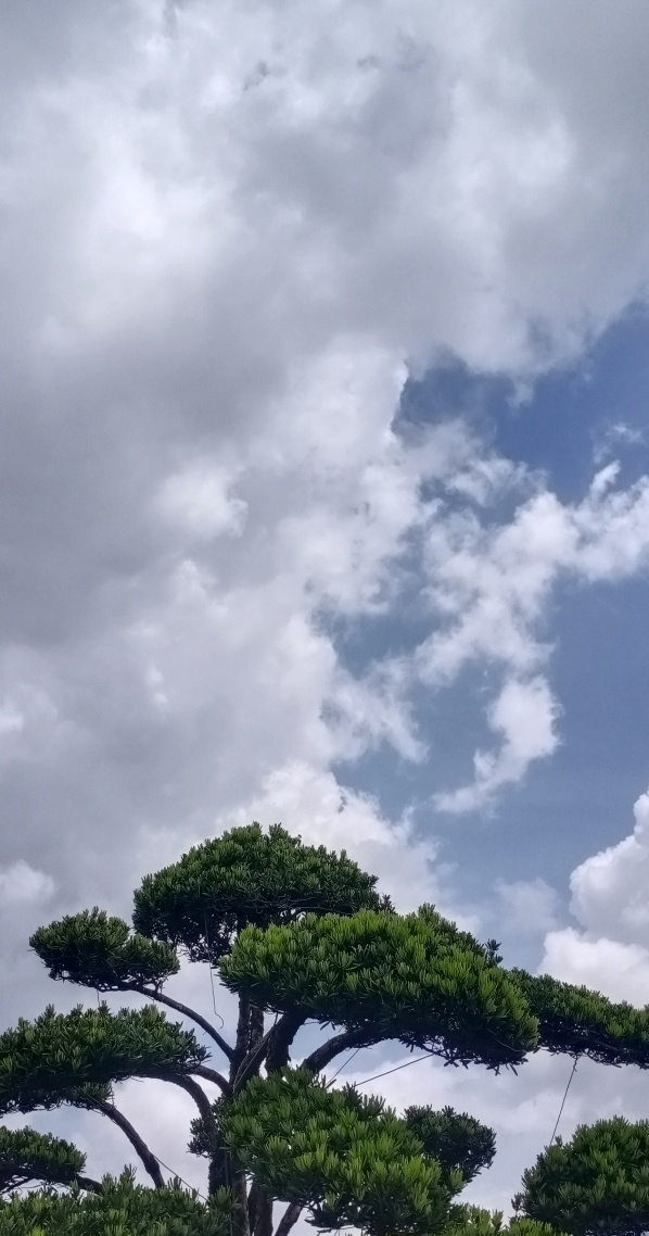 自然风景树