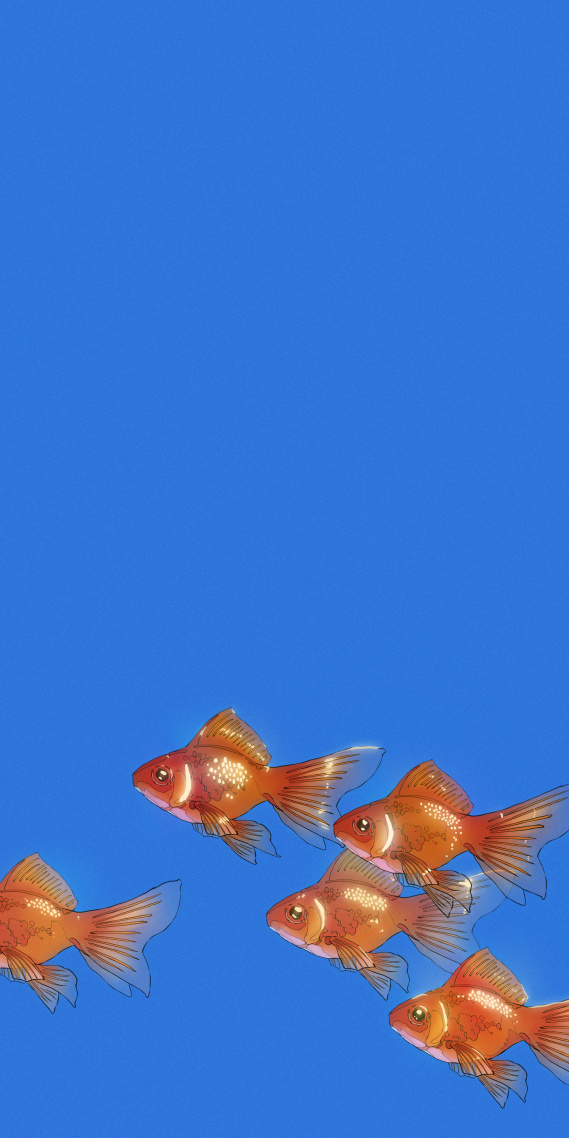 金鱼
