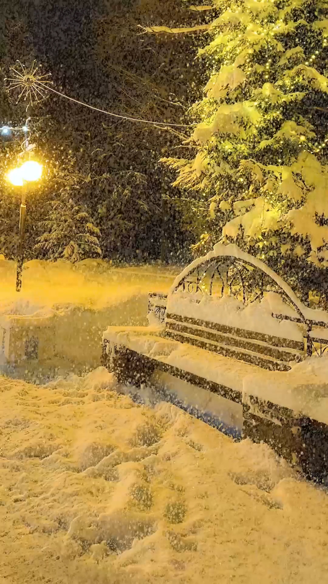 爆款松树雪景