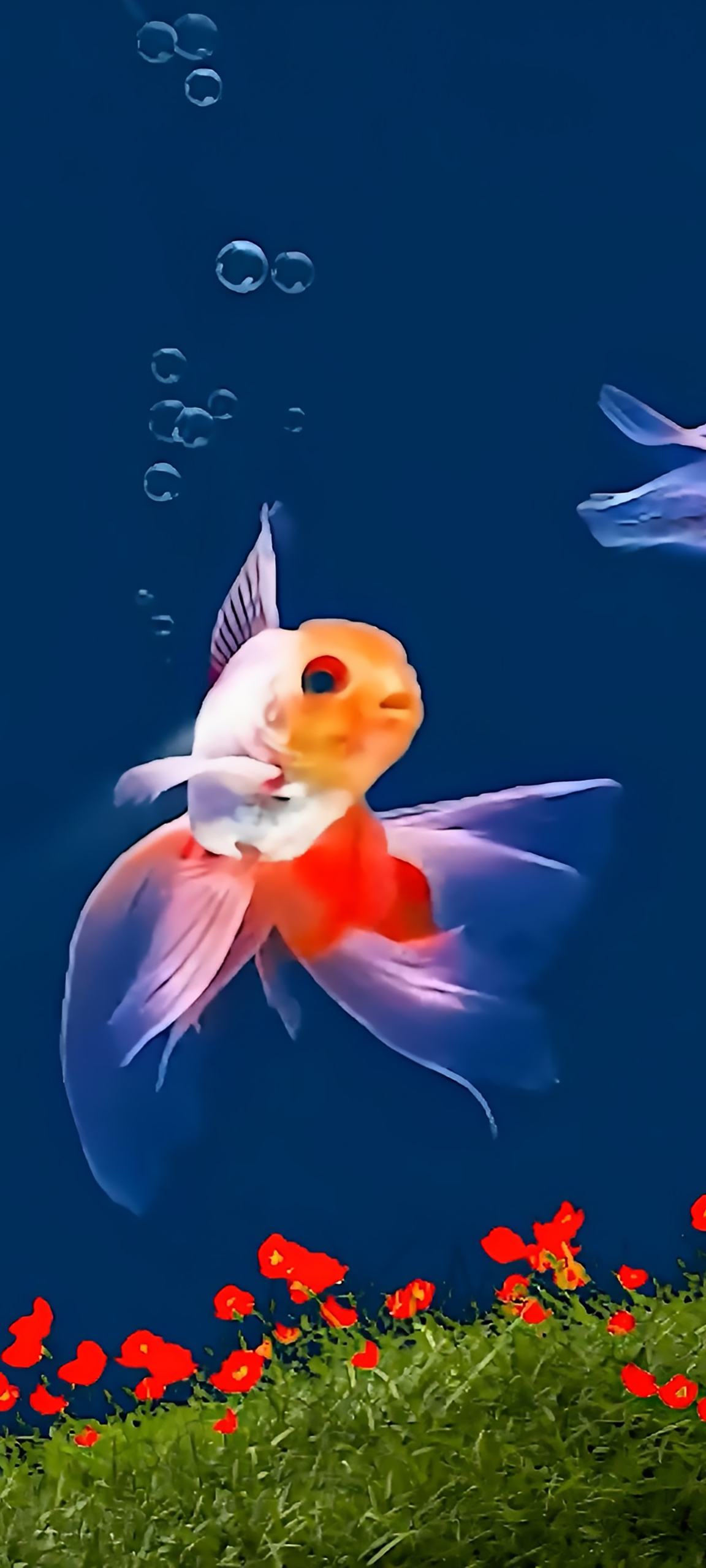 治愈 金魚