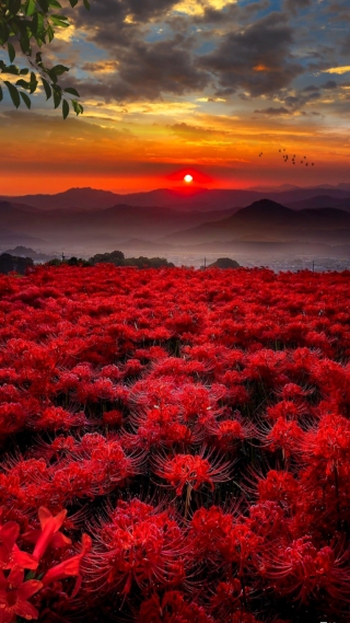 彼岸花壁纸 彼岸花手机壁纸 彼岸花手机静态壁纸 元气壁纸