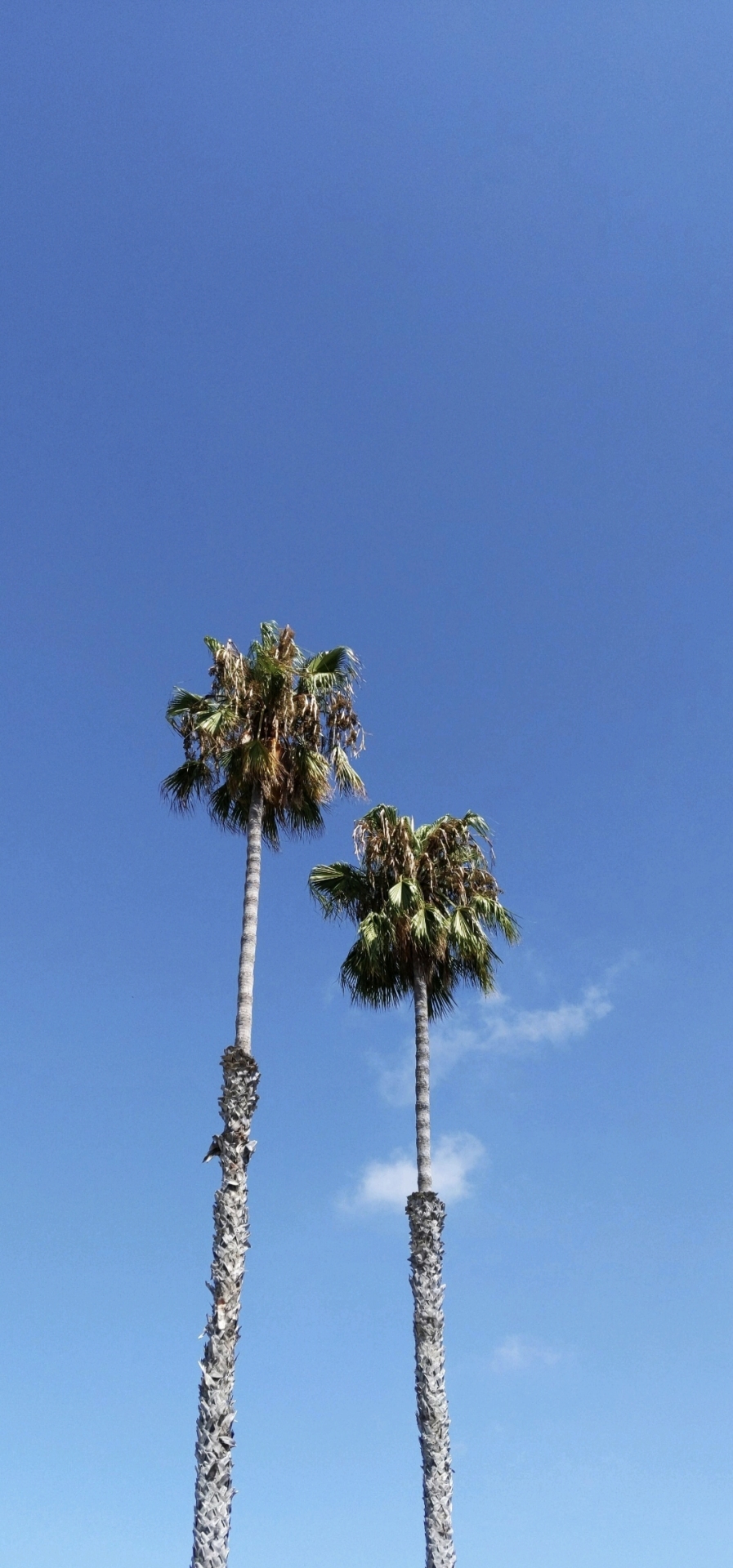 两棵风景树