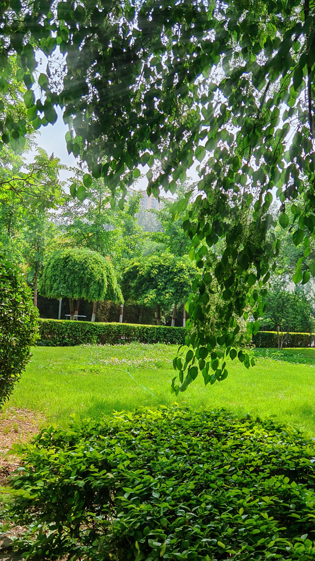 晨光透叶|会呼吸的护眼绿色