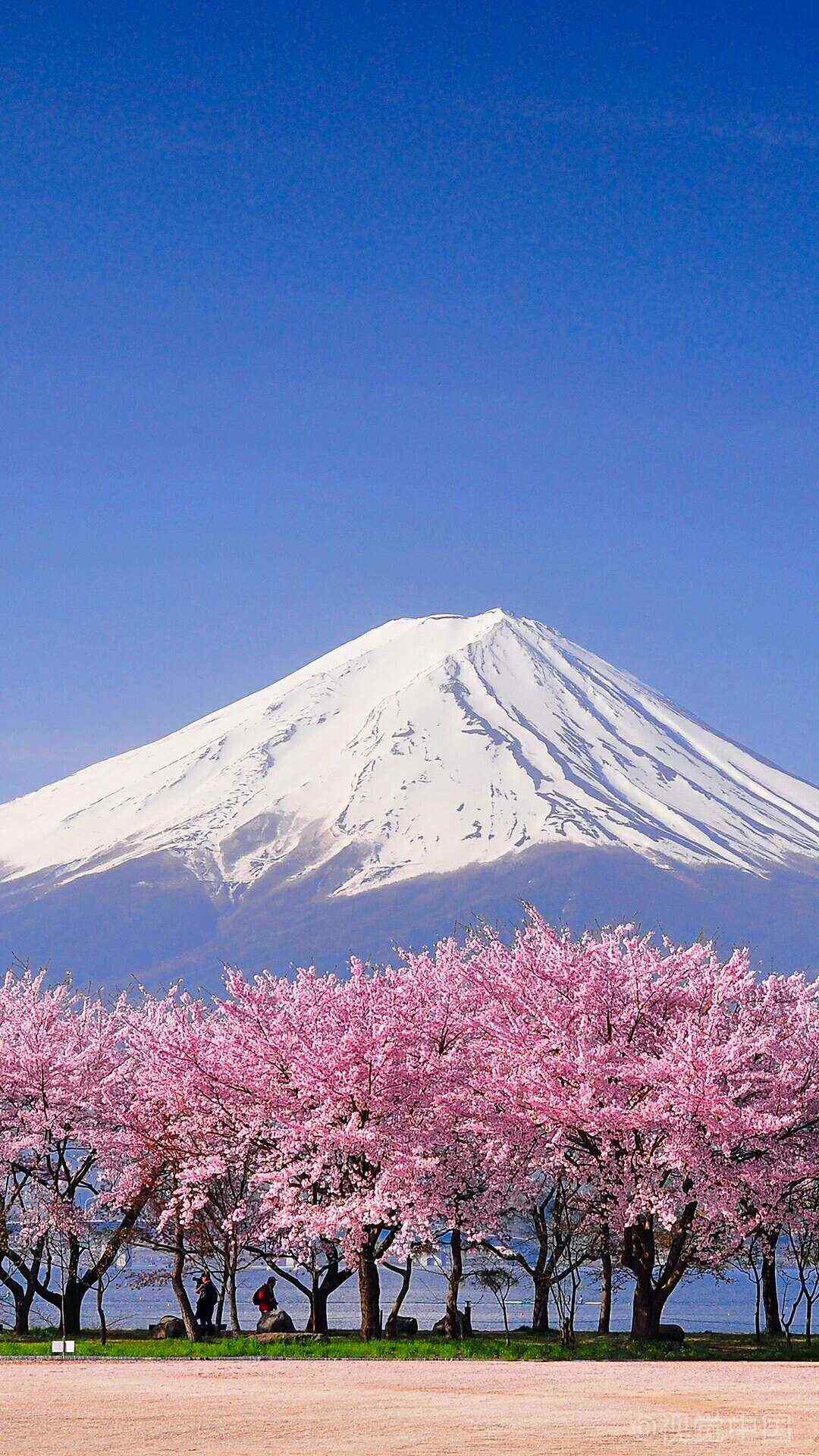 富士樱花