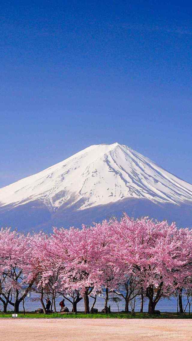 富士樱花