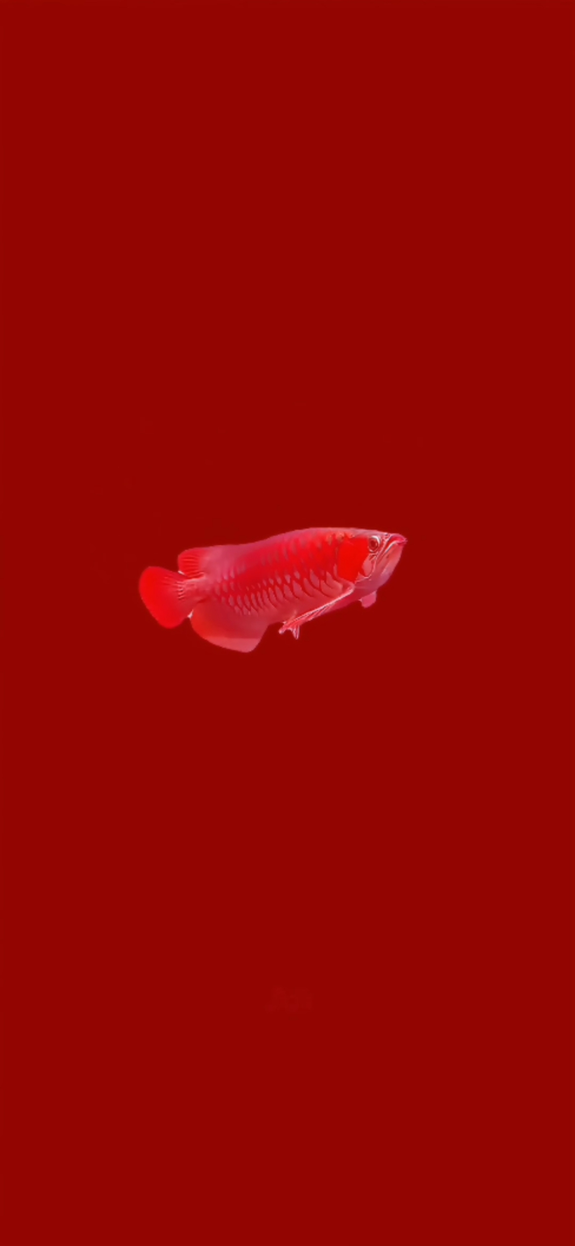 金龍魚