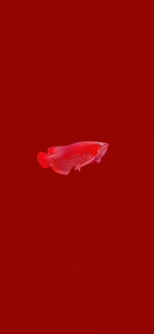 金龙鱼