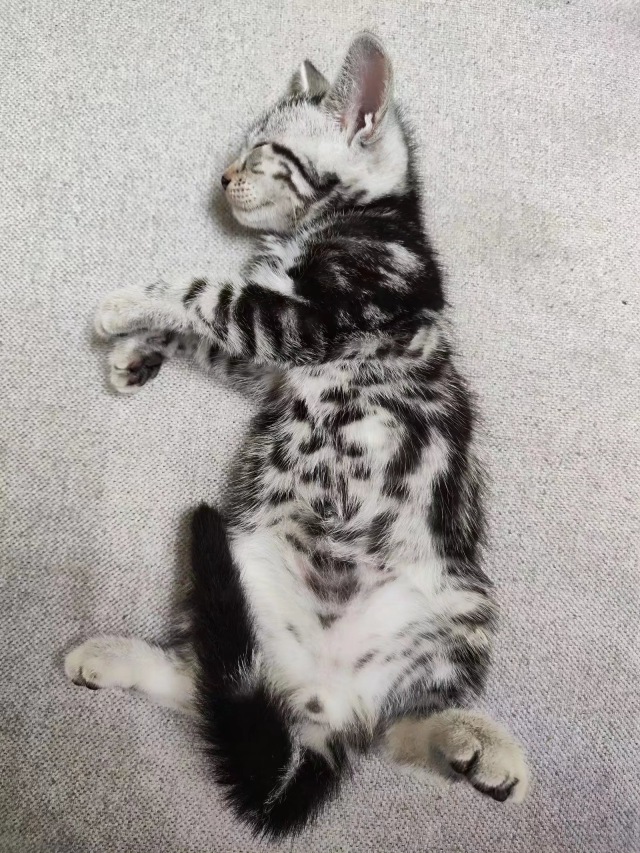 豆包