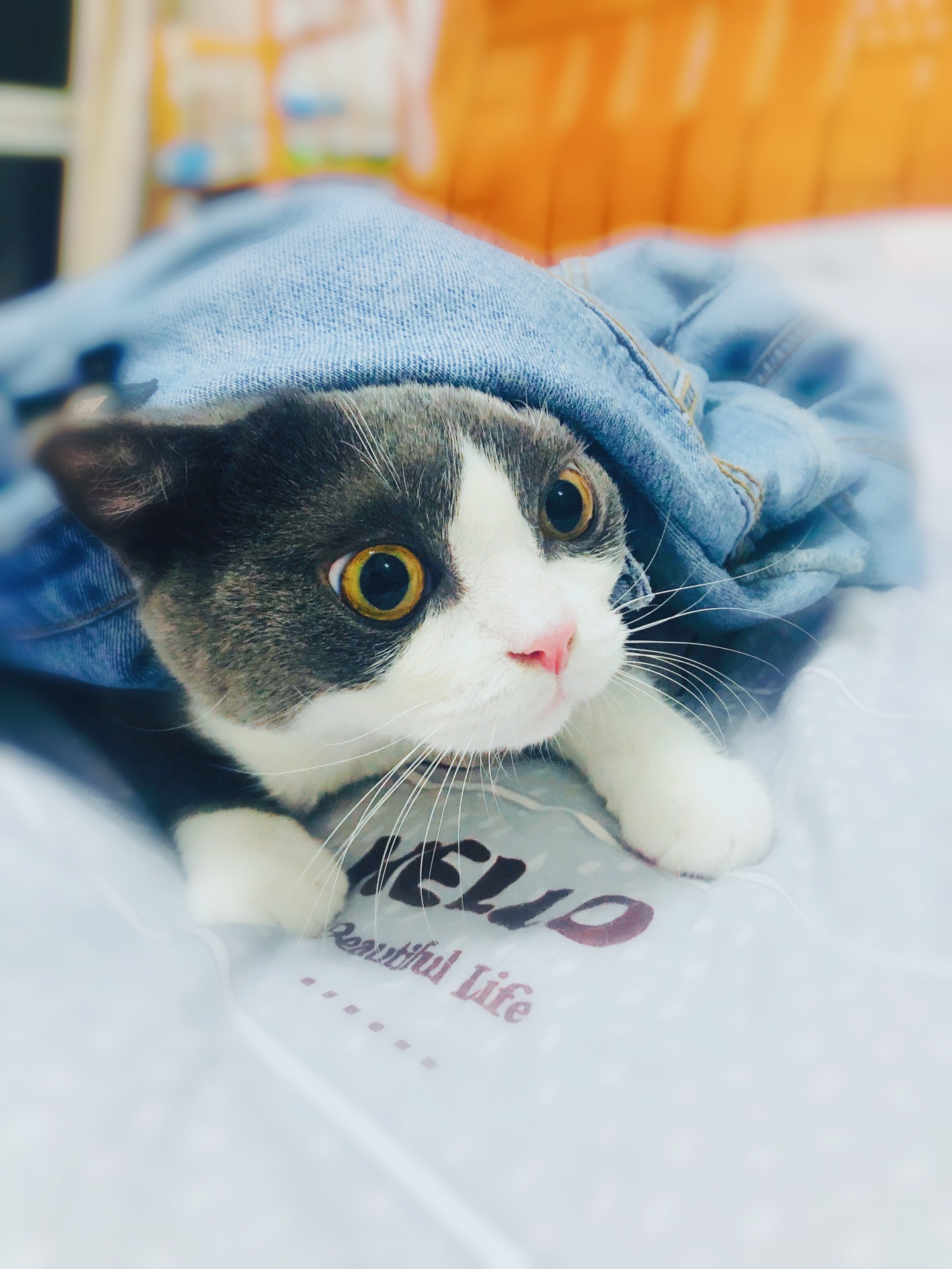 貓貓