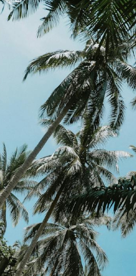 夏日椰風