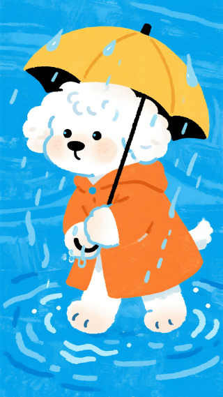 比熊雨中漫步