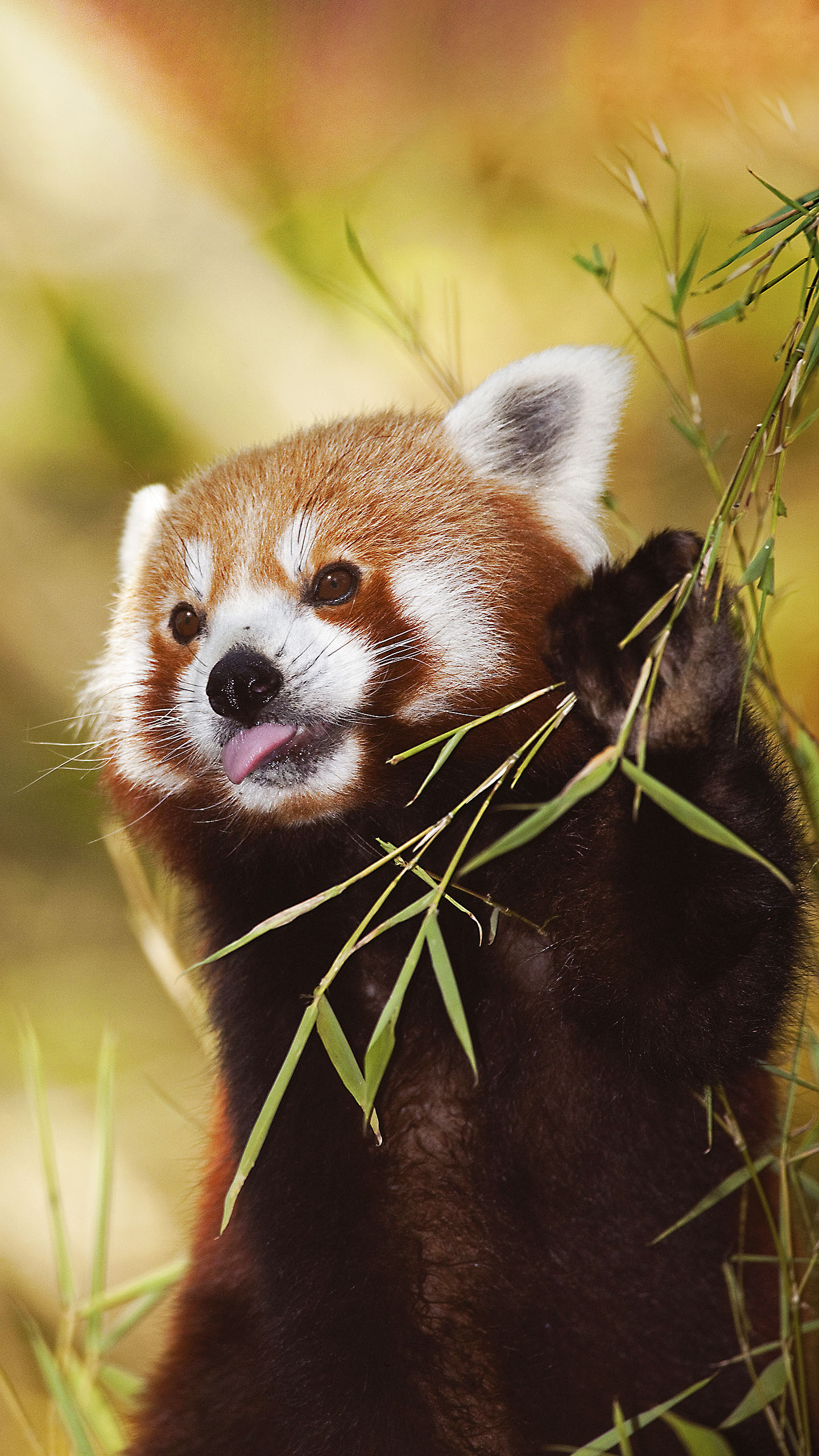 @可愛小浣熊 動物