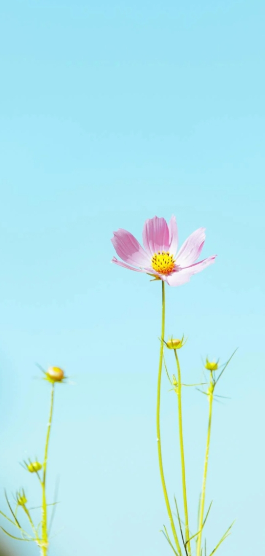小清新