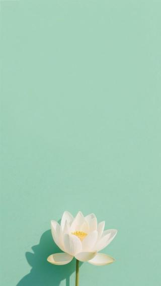 一朵荷花