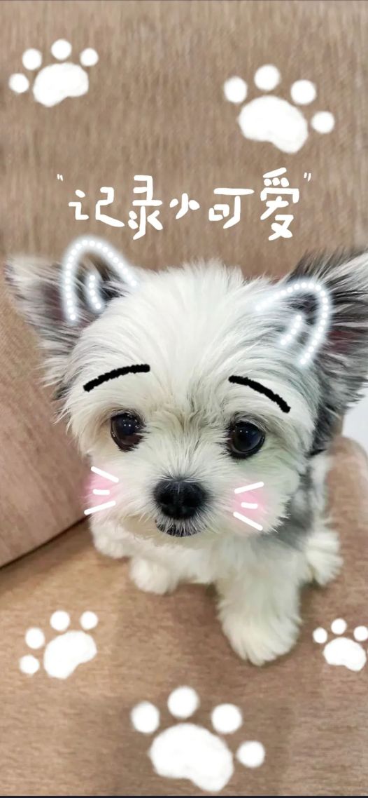 灰色小狗