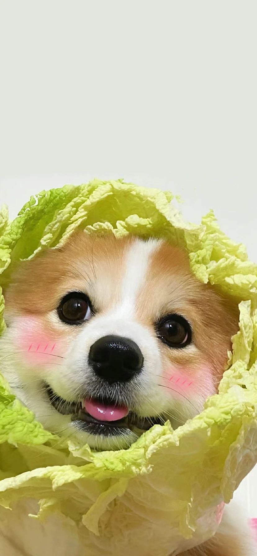 小狗白菜