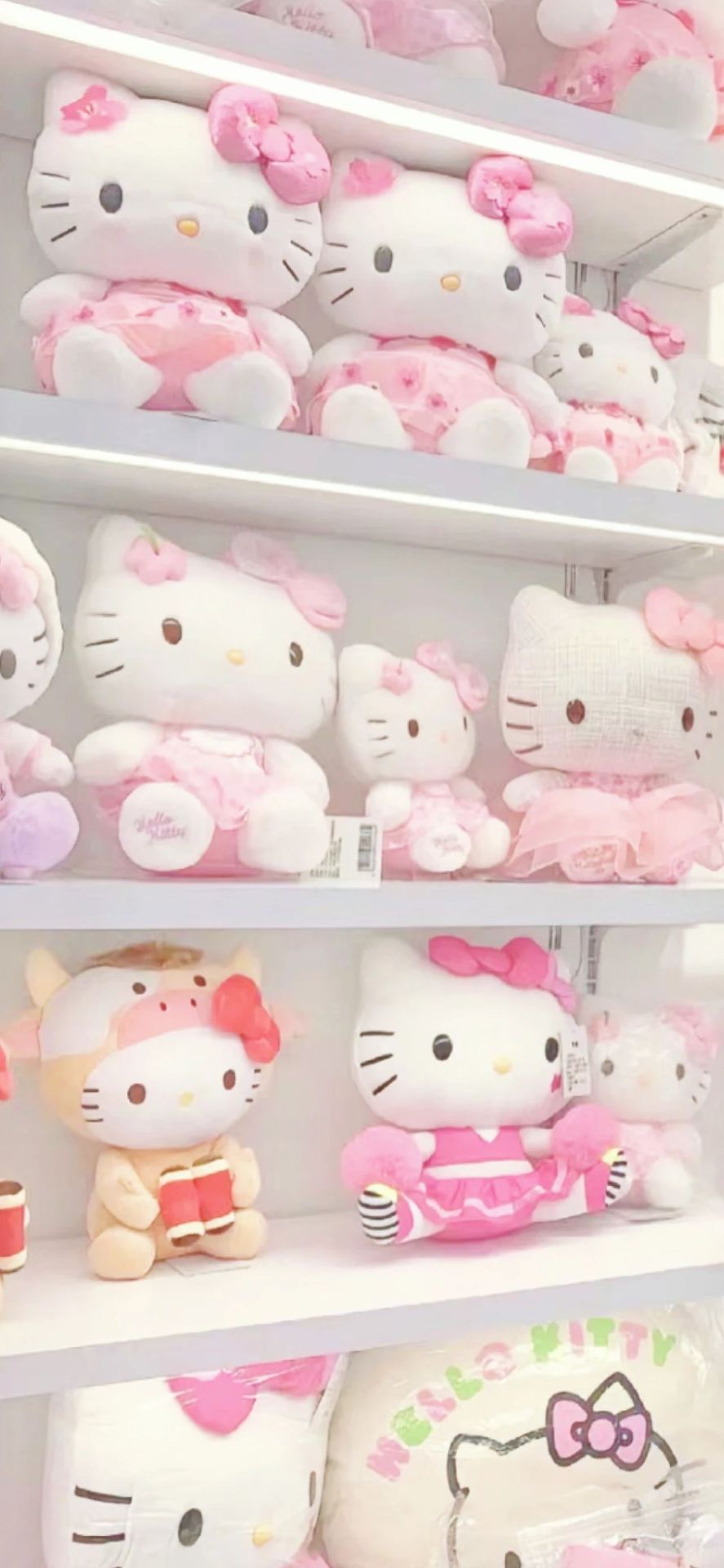 一群小猫