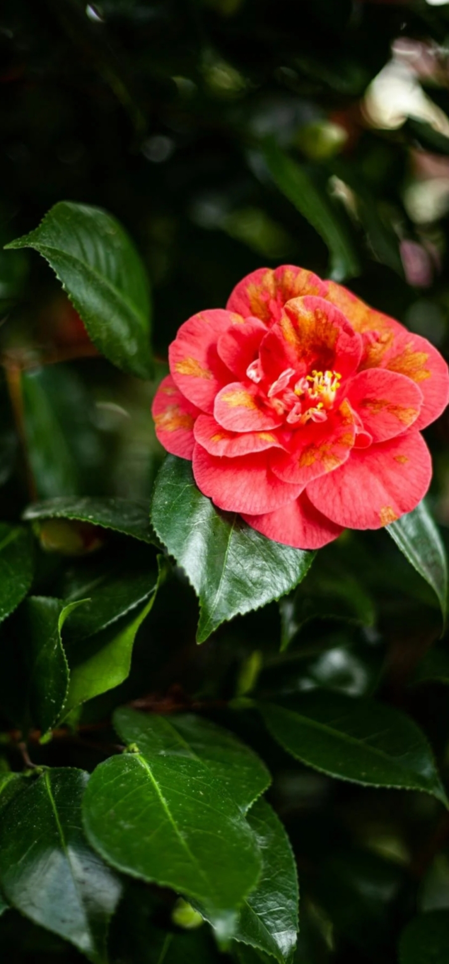 清新花花