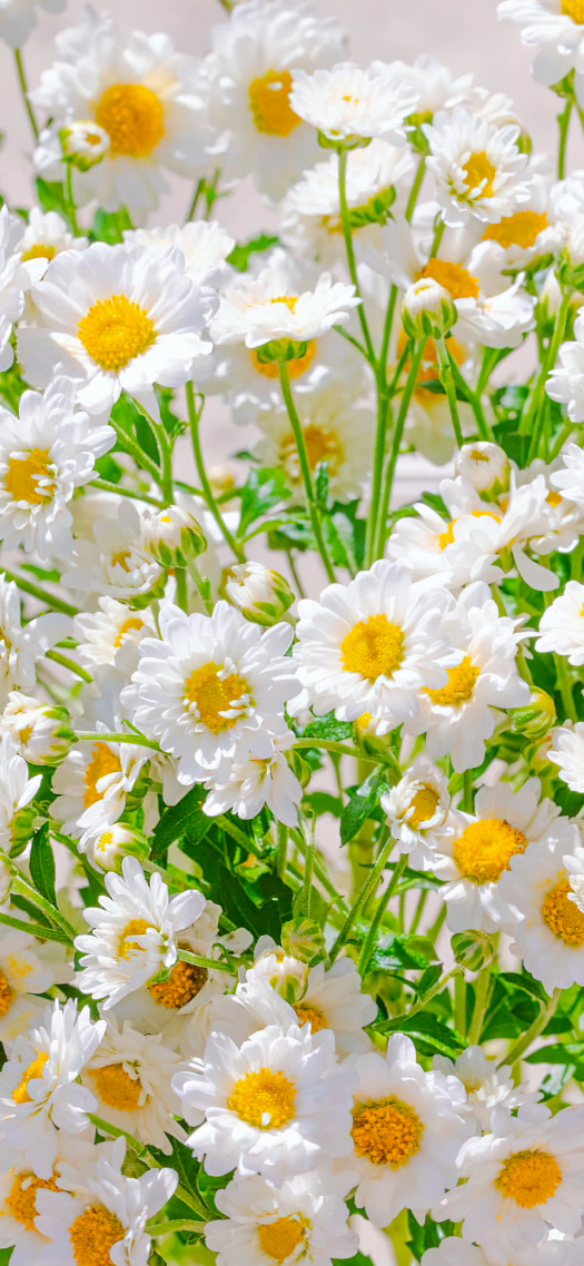 小雛菊花海