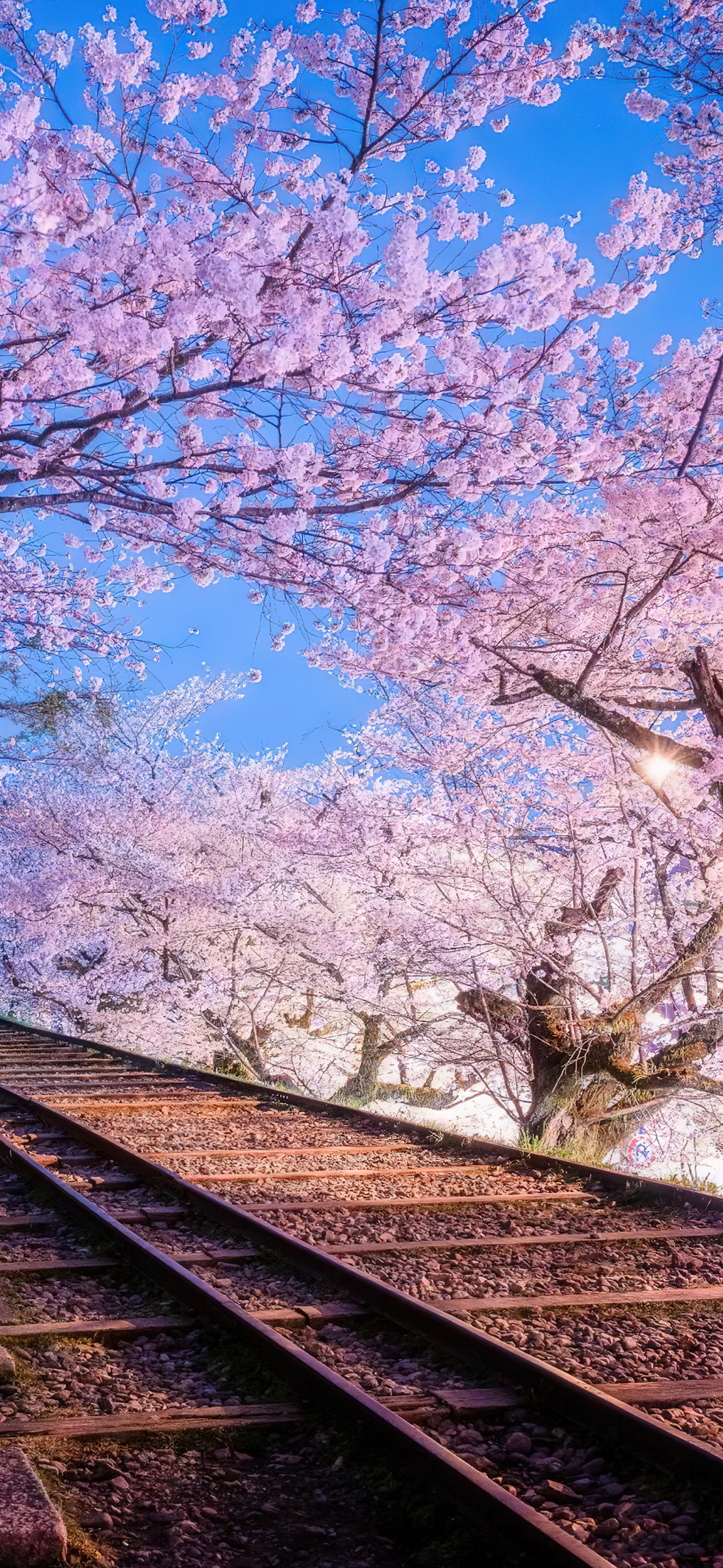 樱花树下