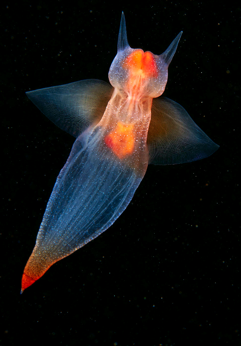 海洋天使
