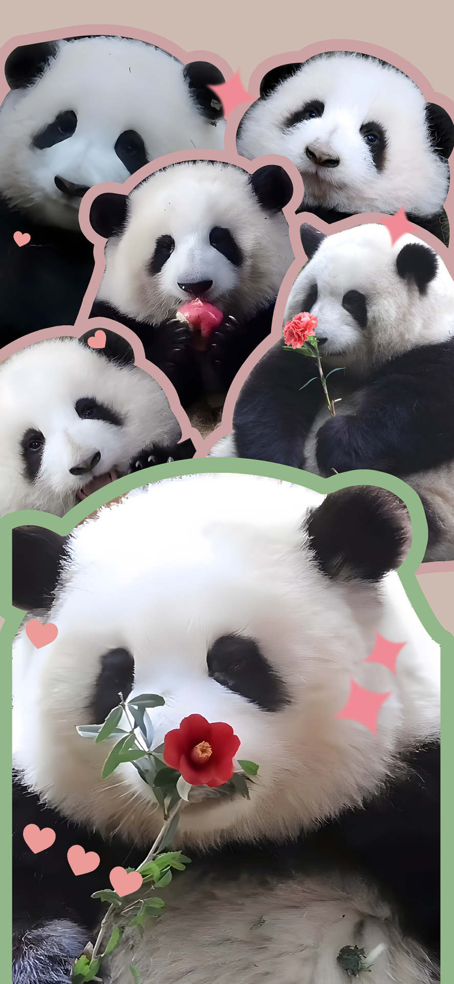 熊貓