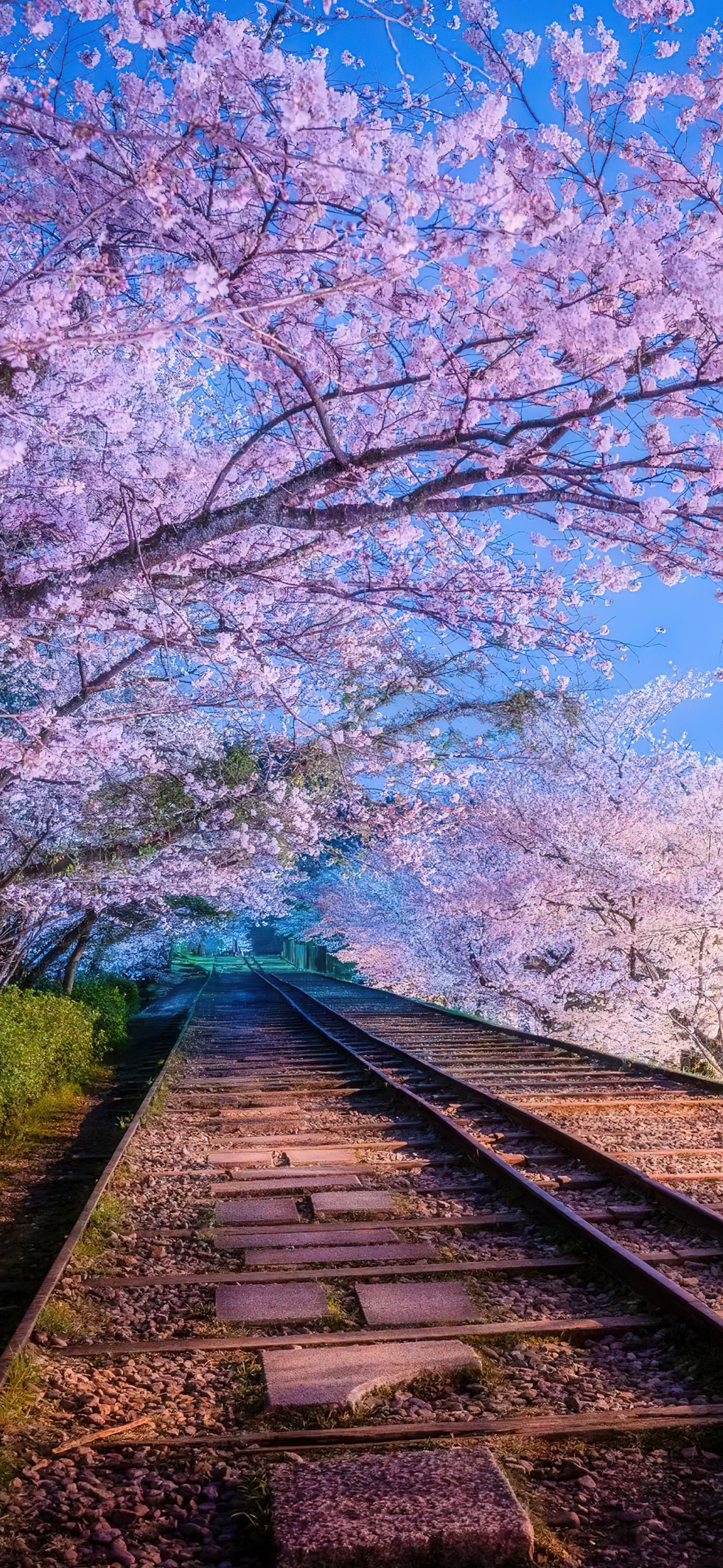 樱花