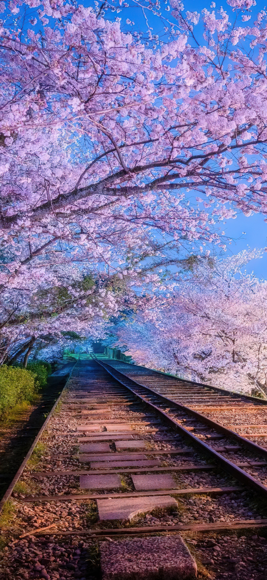 樱花