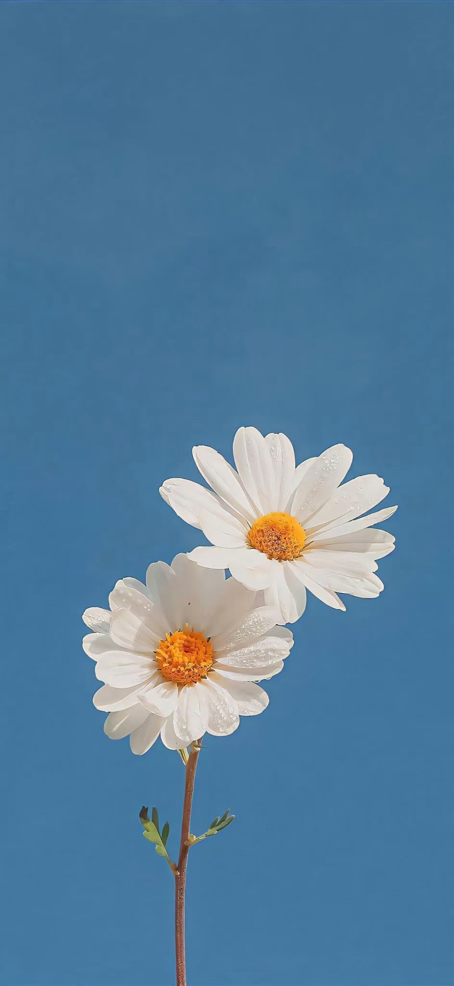 雛菊向陽