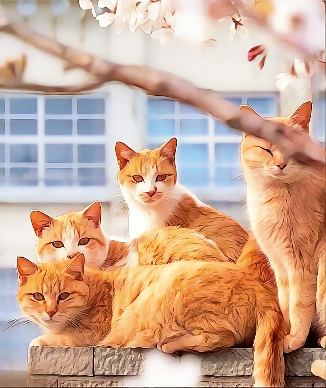 猫咪
