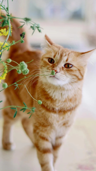 猫咪