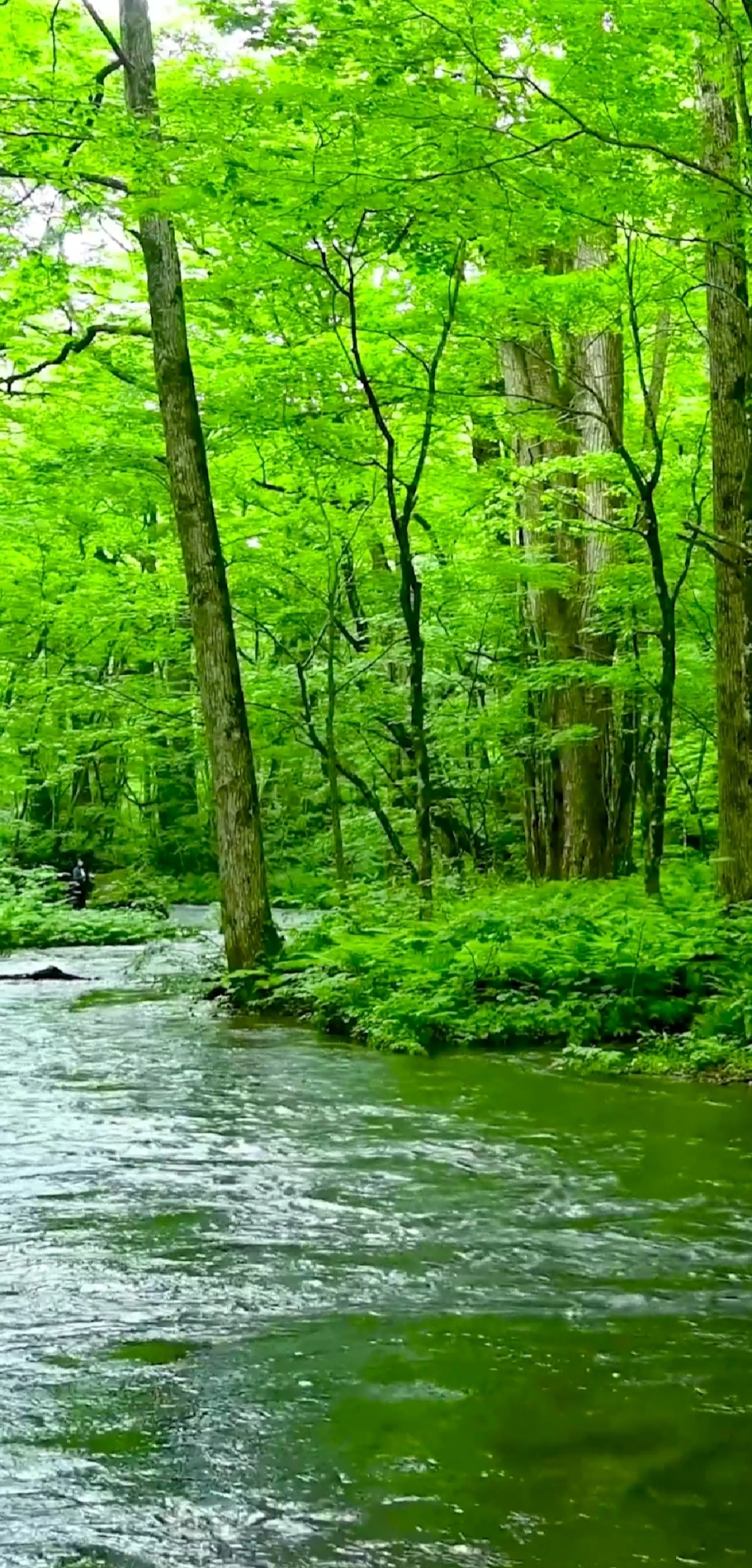 护眼风景