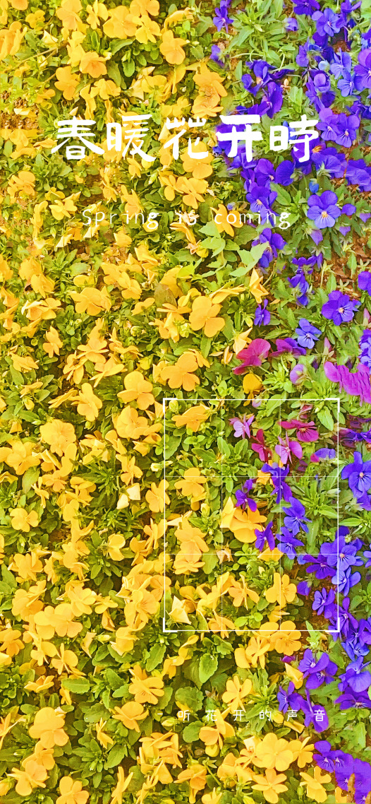 明日黄花分外红