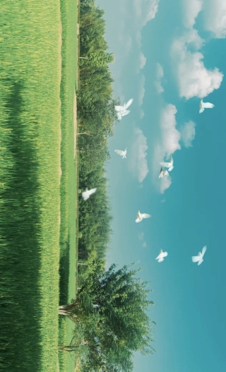 如愿