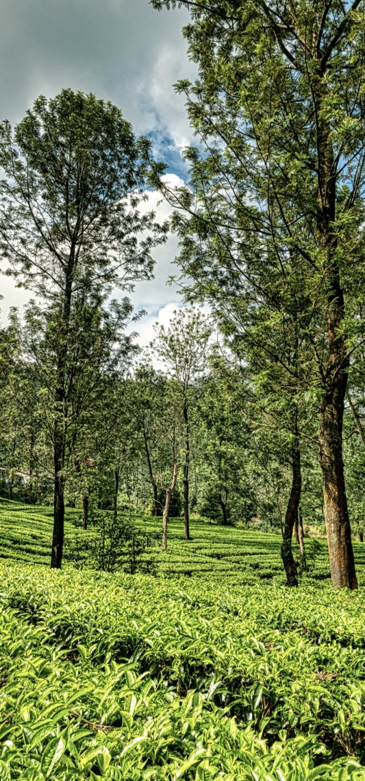 清新自然风景