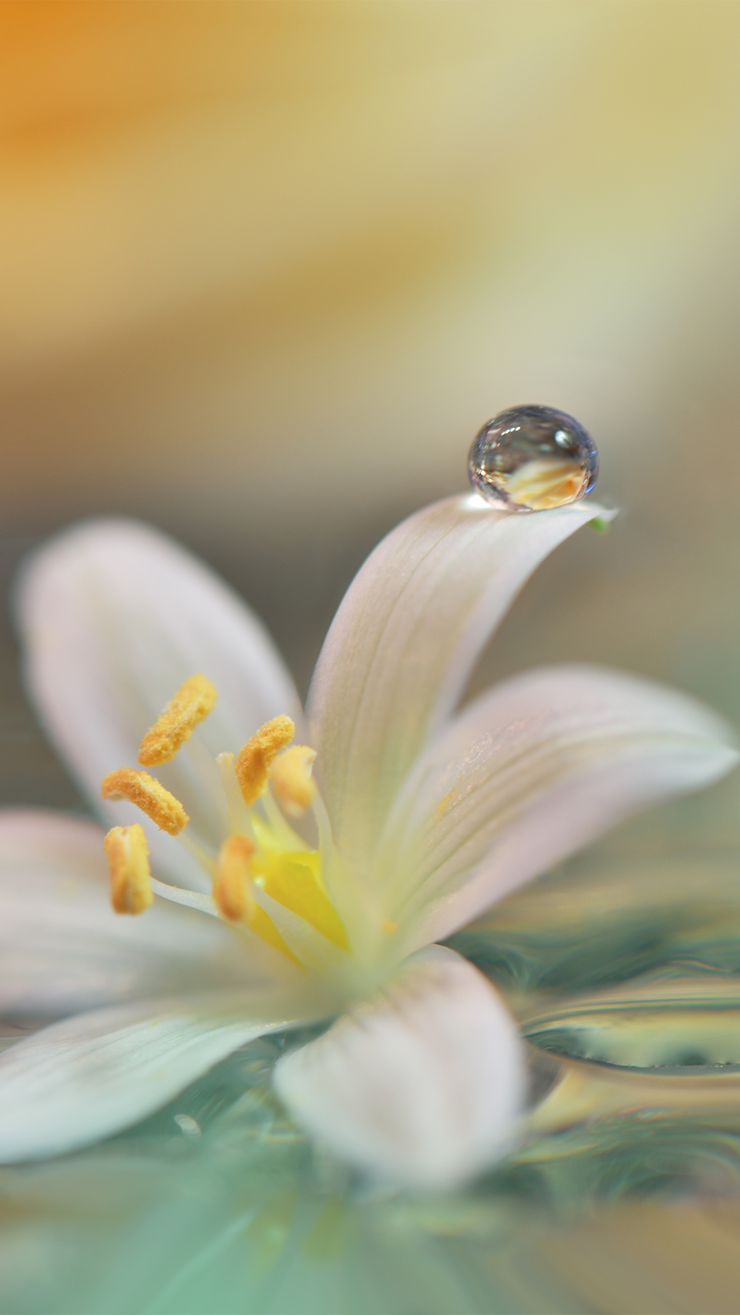 【帶露水的花】微信運動背景圖片