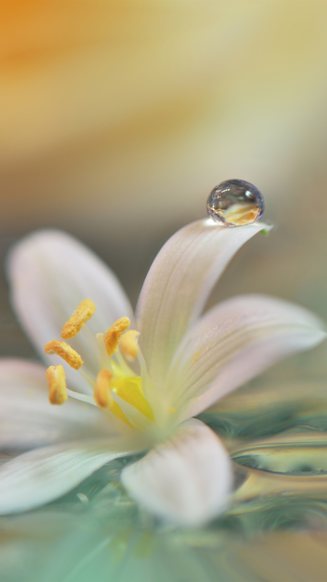 【帶露水的花】微信運動背景圖片