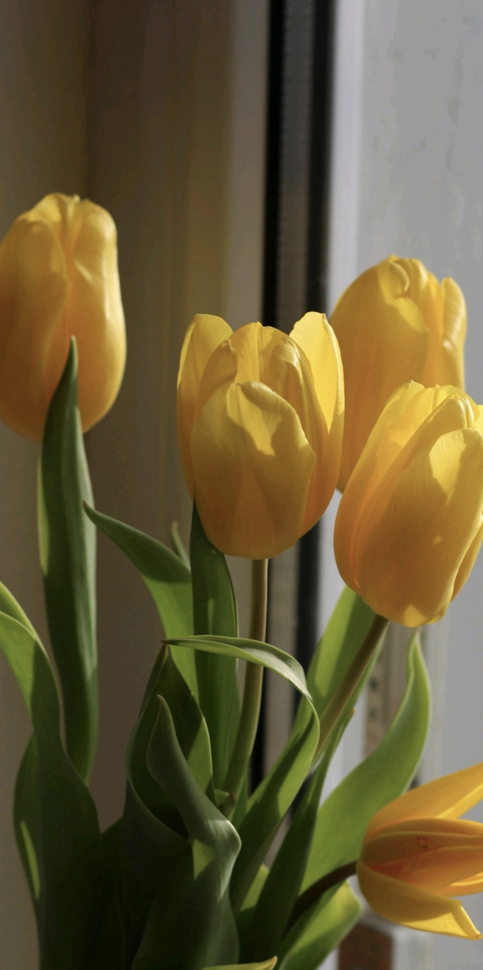 鬱金香花