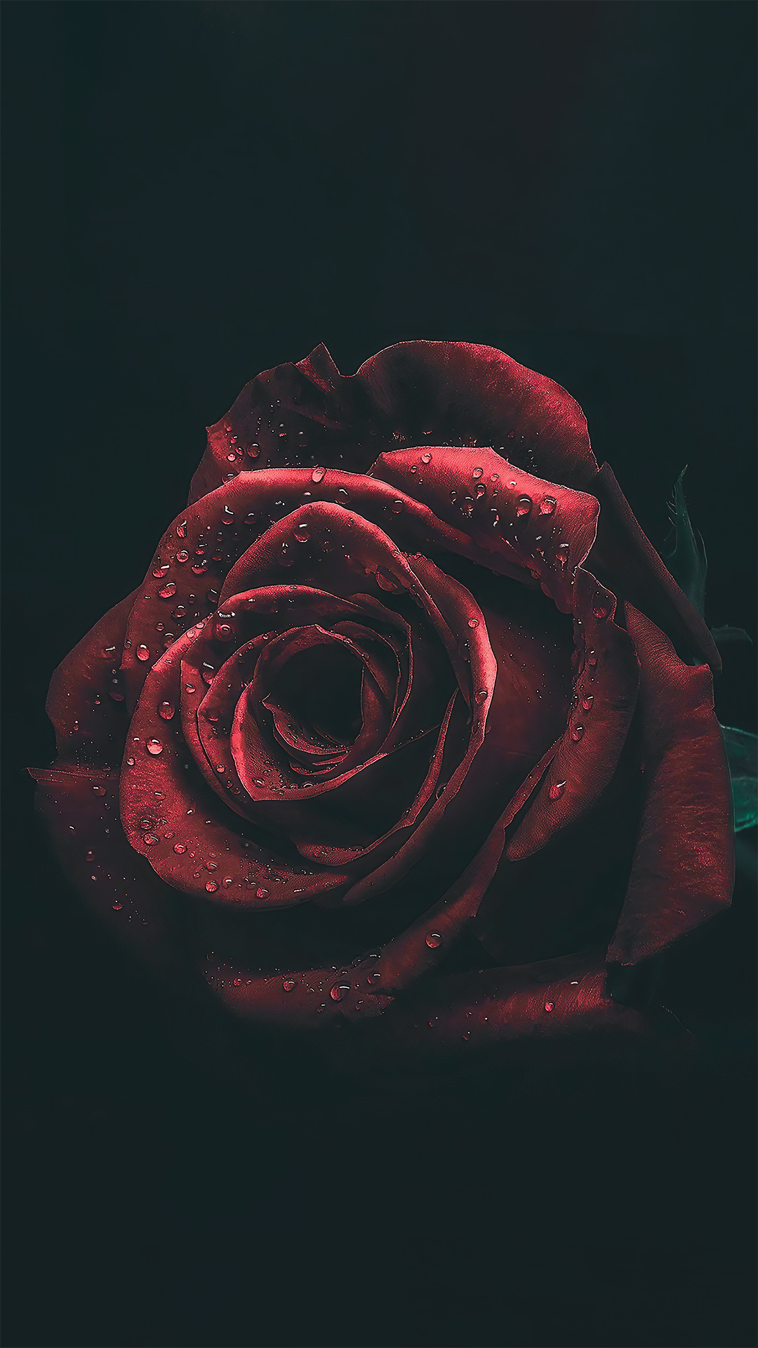 玫瑰花壁紙