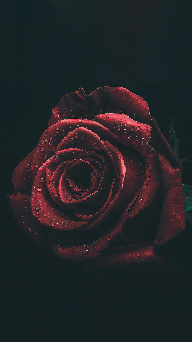 玫瑰花壁纸