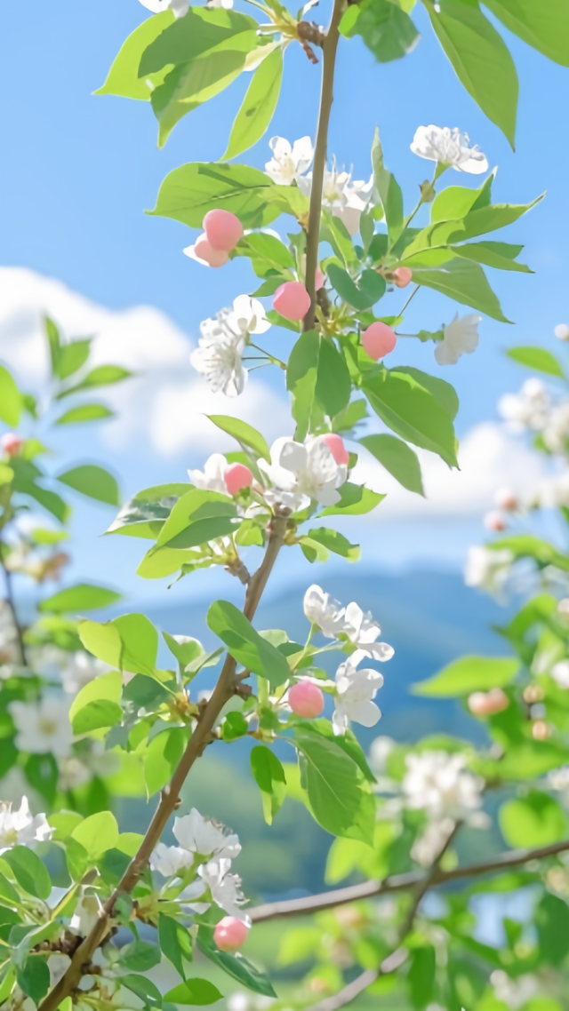 蘋果樹開花了