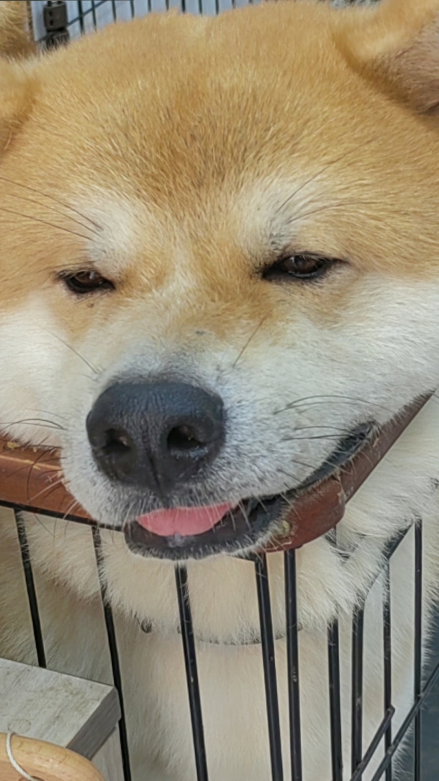 秋田犬2