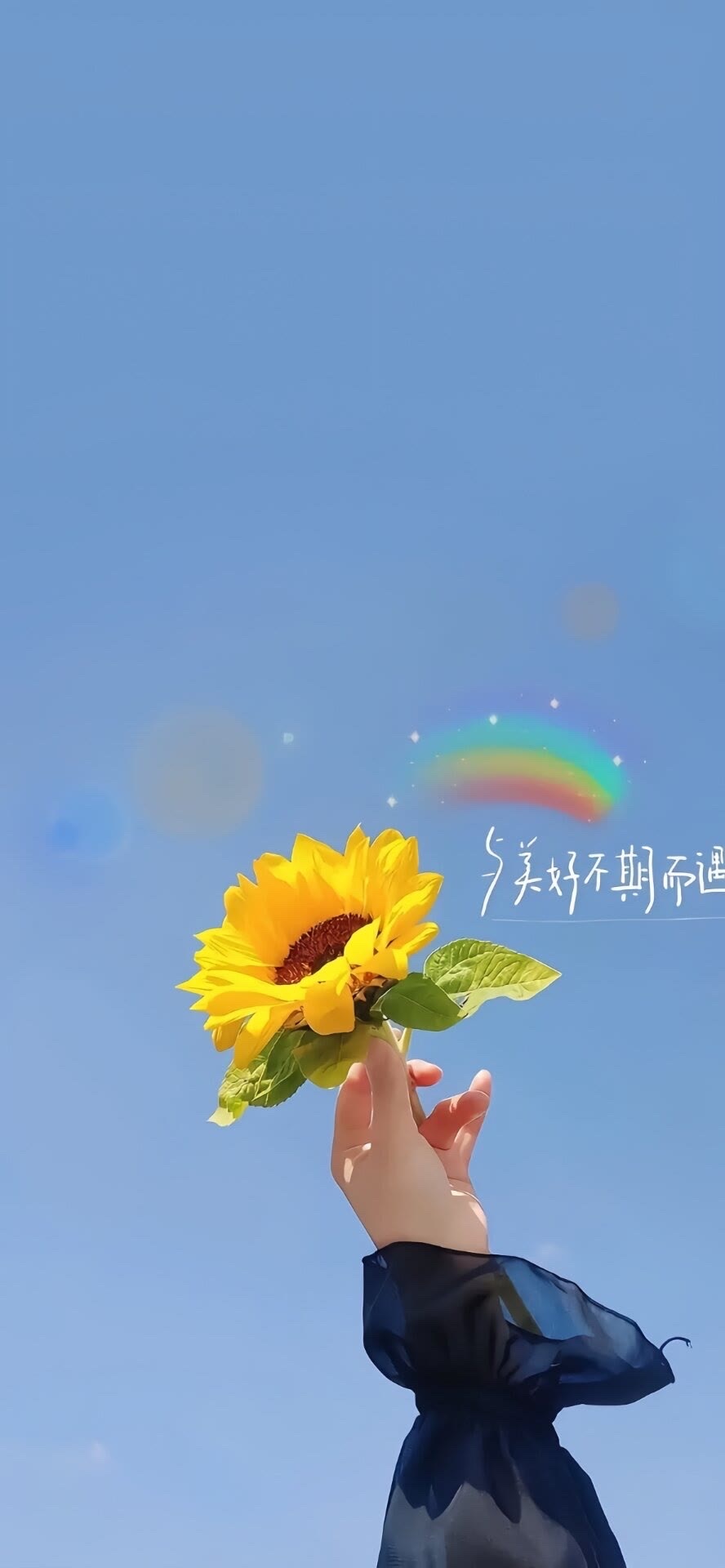 向日葵