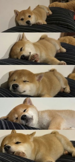 可爱狗狗