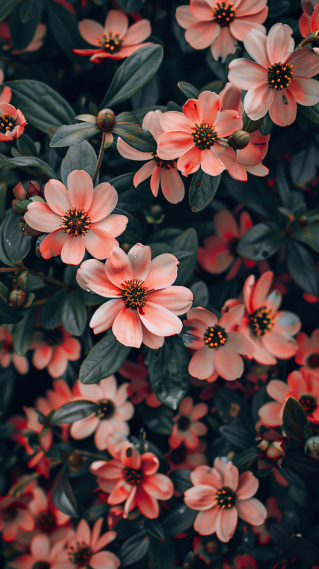 静谧花语-粉色幻境