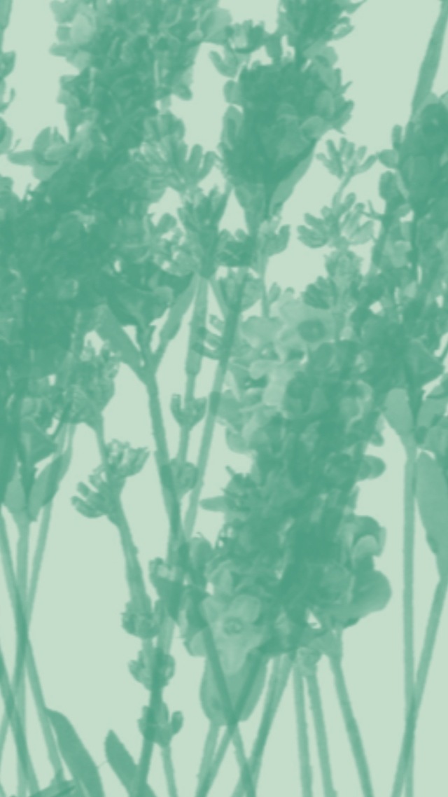 绿植物